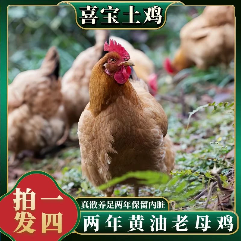 【喜宝家】买三送一 2年黄油老母鸡 单只净重2斤 4只净重8斤以上