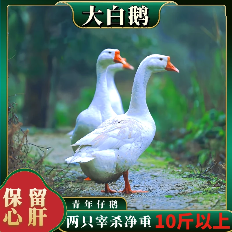 【喜宝】放养半年大白鹅 青年鹅 仔鹅 两只净重10斤以上 买一送一