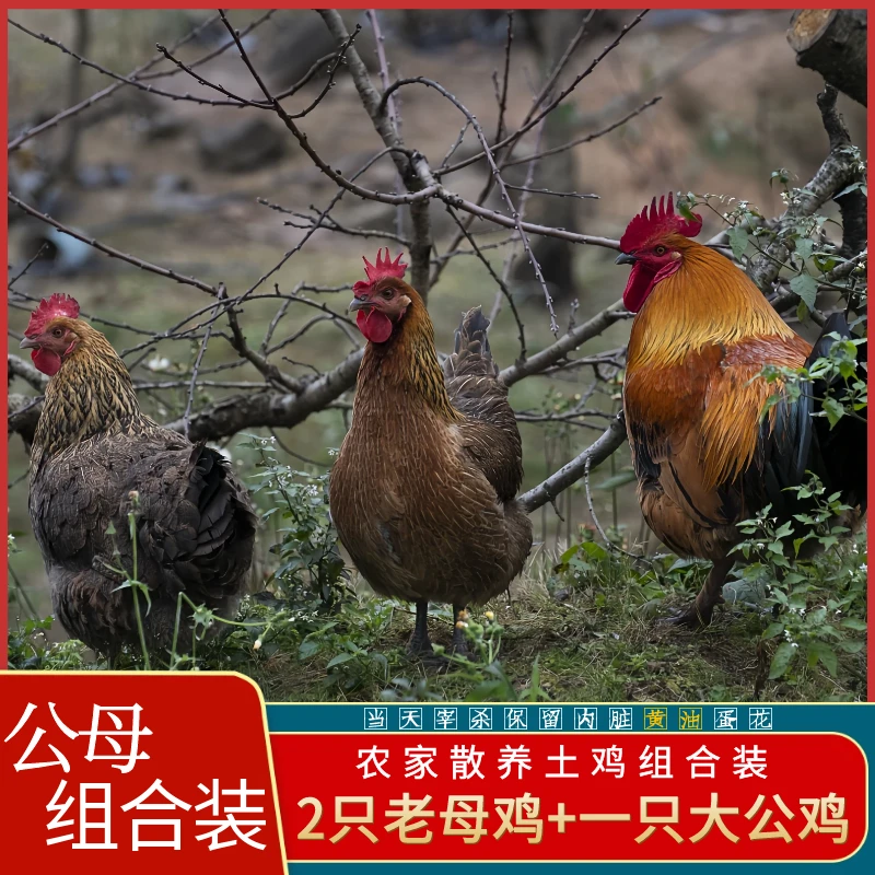 【喜宝家】两只2.5斤母鸡+一只3斤公鸡 组合装 三只共8斤