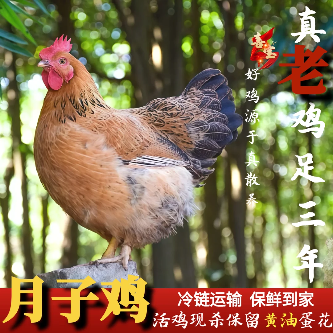 放养黄油老母鸡月子鸡一只净重2.5斤以上三只净重7.5-8斤买二送一