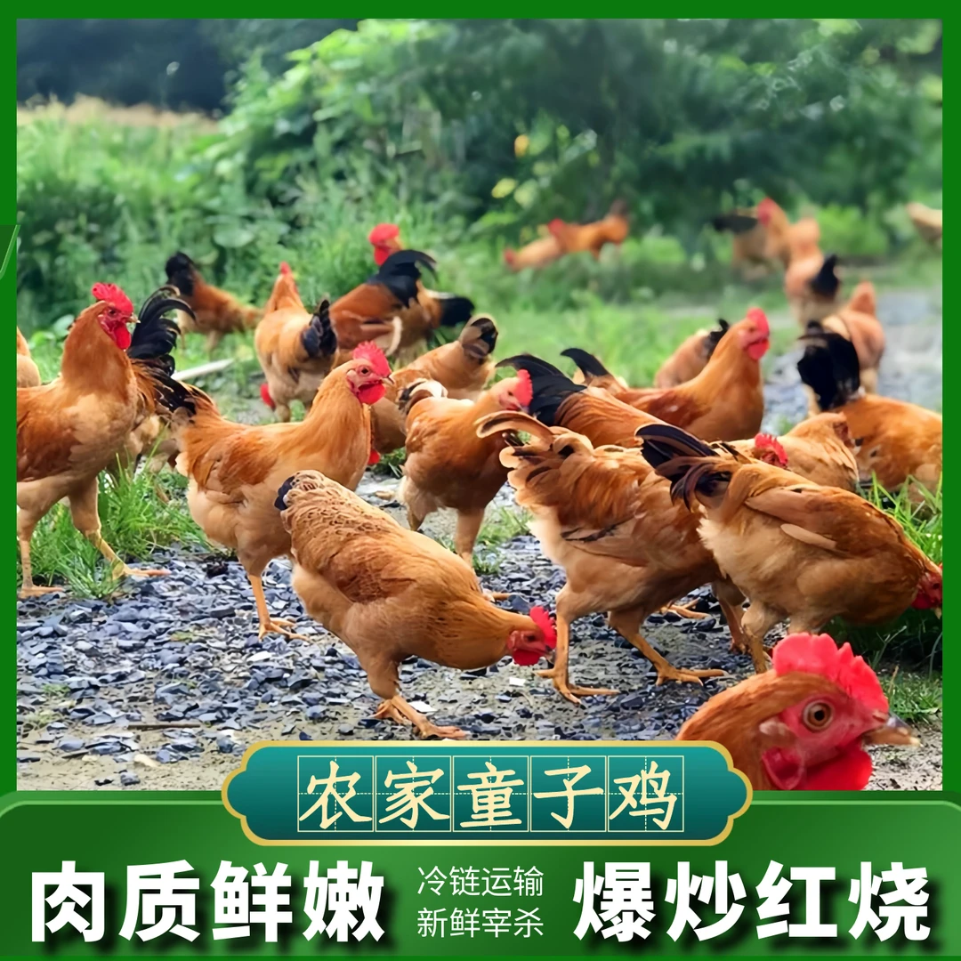 【喜宝】农家放养黄脚童子鸡 肉质鲜嫩 净膛发货3只净重4斤