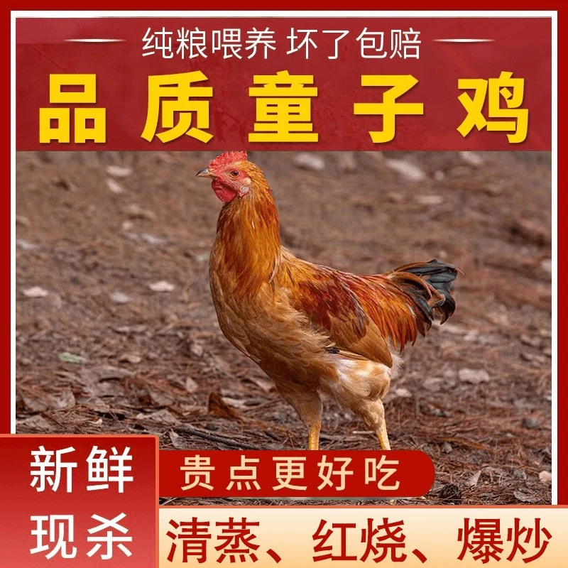 【喜宝家】农家放养黄脚童子鸡 肉质鲜嫩 净膛发货3只净重4斤