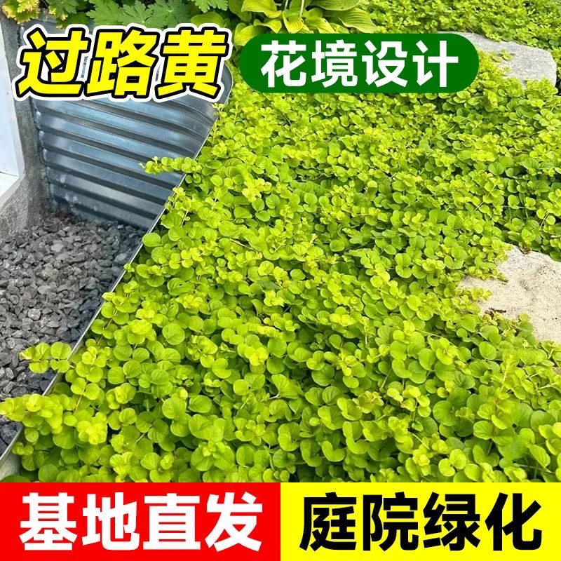 金叶过路黄多年生蔓性垂吊草本常绿观叶植物盆栽花镜耐寒中式地被