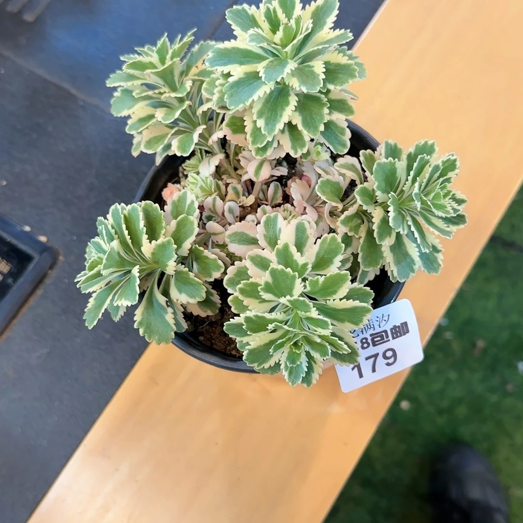 雅*宝亚特兰蒂斯179多肉植物