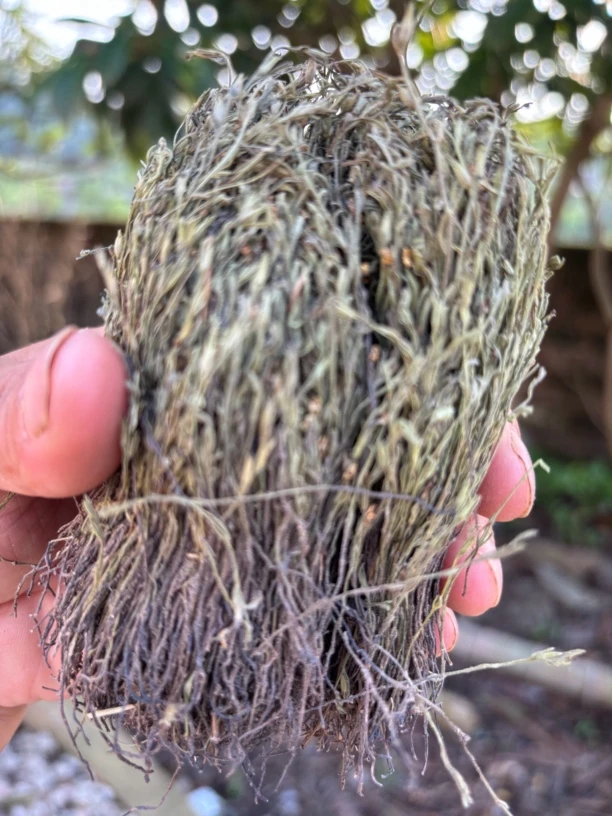 江西赣南老表自找正宗野生矮脚独脚金干货100g200g