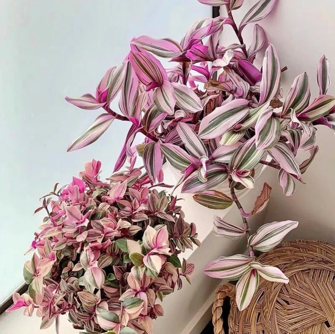 油画婚礼吊兰好养多年生观叶绿植办公室内桌面花卉垂吊植物