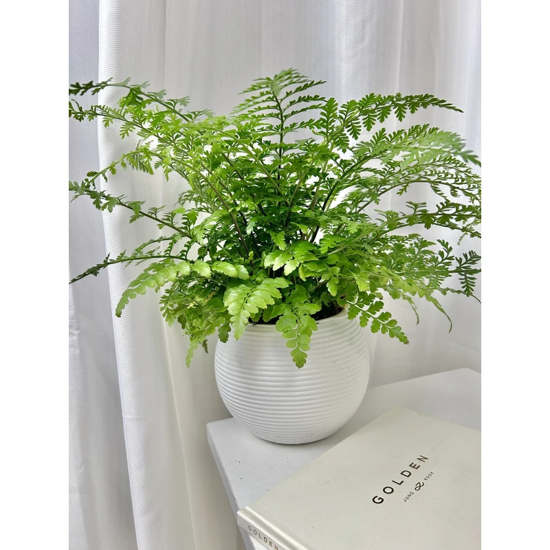 吉姆蕨盆栽网红蕨类植物办公室绿植室内欧洲蕨平安蕨宝石蕨铁线蕨