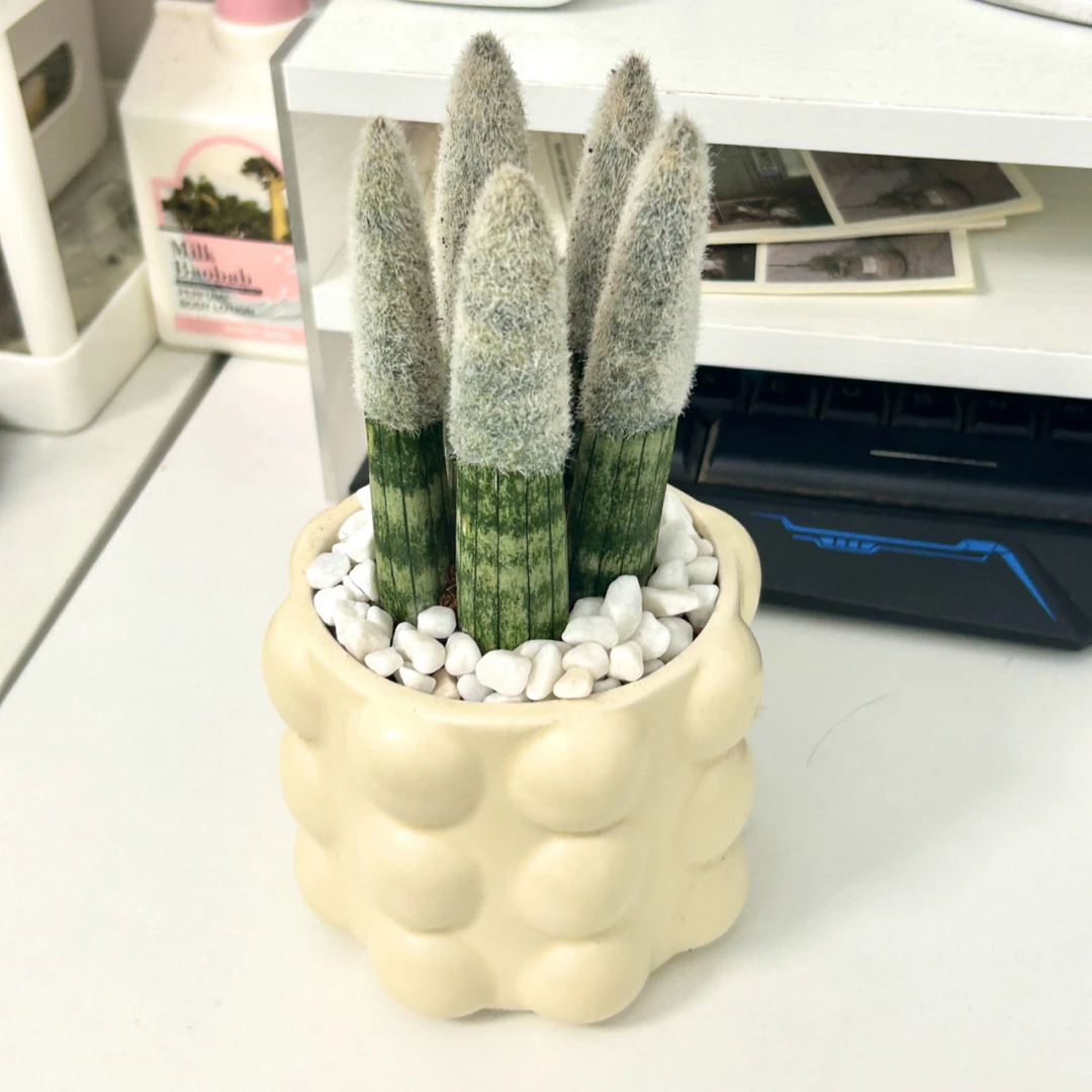 佛手棒叶虎皮兰盆栽 稀有品种圆叶带彩虎尾兰室内吸甲醛好养绿植