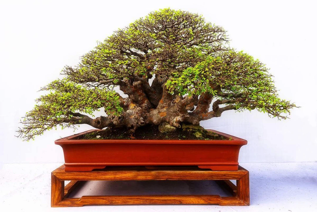 实物/云南特色盆景/一物一拍