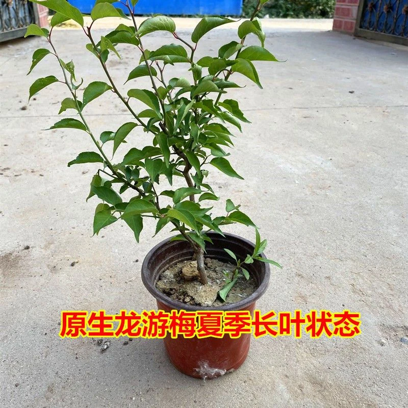 原生龙游梅,龙游梅原生龙游梅老桩