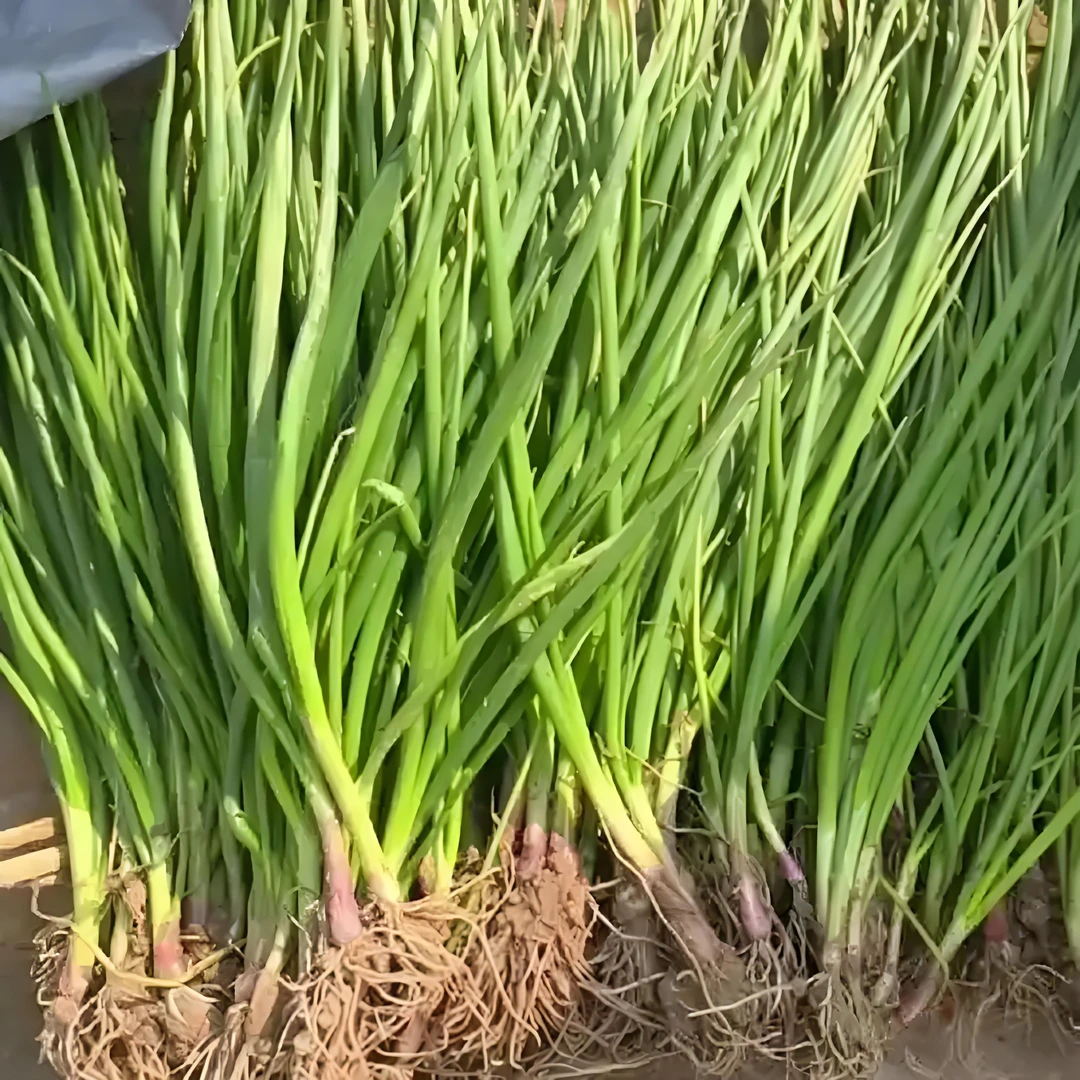 精品水果洋葱苗精品