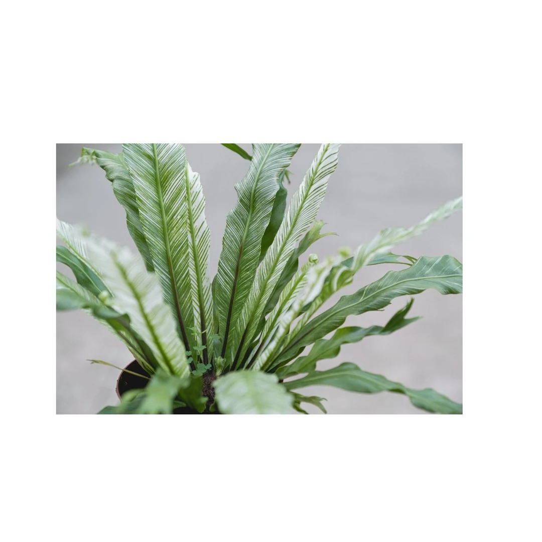 哇花花园艺白锦鸟巢蕨锦叶植物盆栽雨林绿植稀有热植ins网红植物