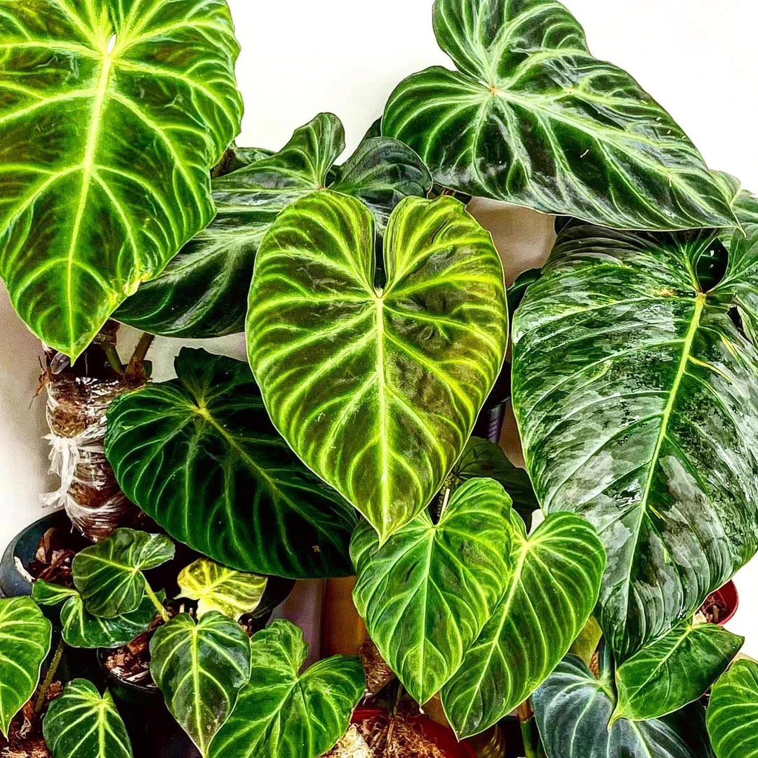 哇花花园艺荧光蔓绿绒南美荧光荷兰荧 光INS网红好养热带观叶植物