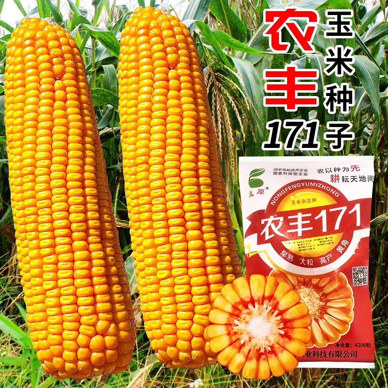 孟原农丰171玉米种子超抗病虫害红轴大棒马牙籽耐高温抗旱超高产