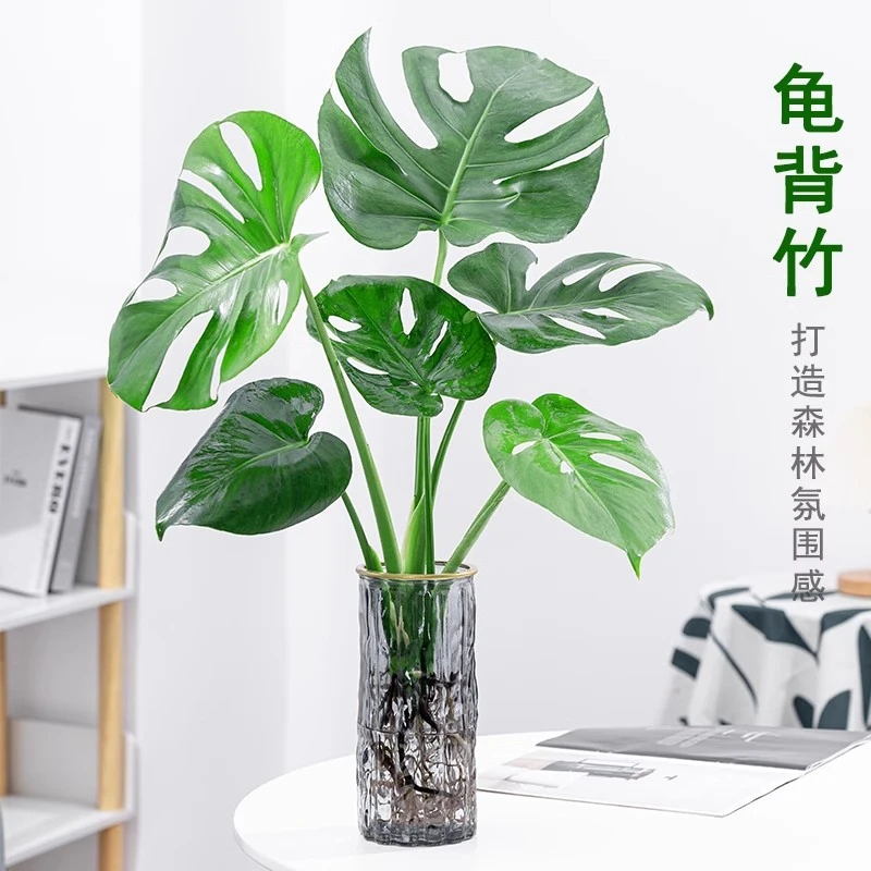 水培植物龟背竹盆栽老桩净化空气天堂鸟大叶室内观叶绿植耐阴常青
