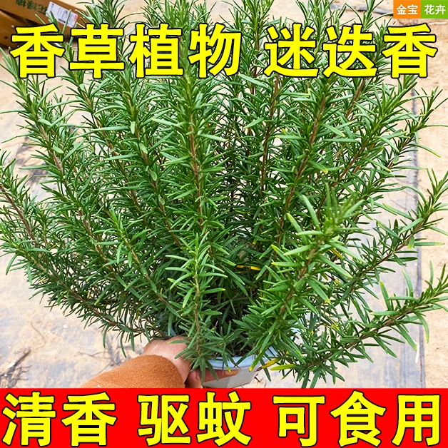 可食用迷迭香盆栽棒棒糖驱蚊植物带香味室内客厅净化空气吸甲醛