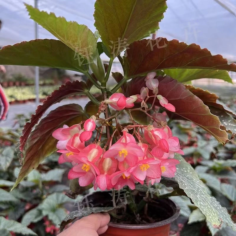 竹节海棠花四季开花竹节秋海棠花带花苞绿植室内开花植物盆栽花卉