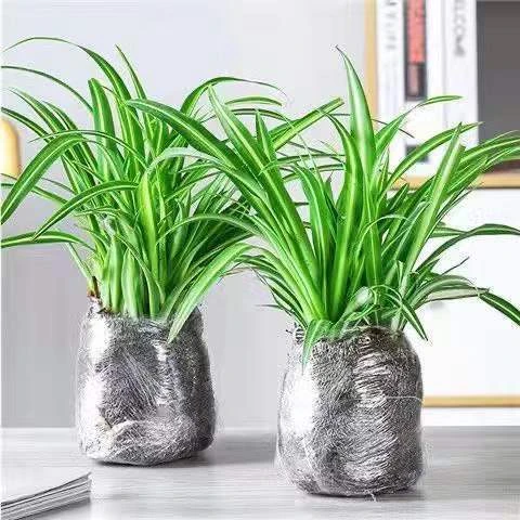 四季种植金边金心吊兰花卉花盆栽绿植净化空气阳台客厅办公室养好