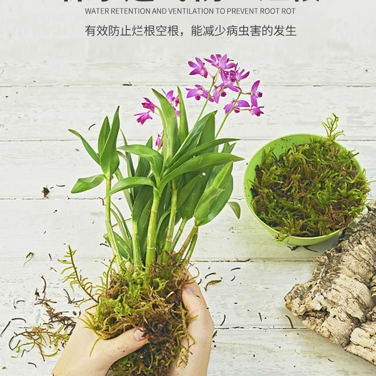 兰花专用优质干苔藓水苔蝴蝶兰无菌水苔青苔爬宠生根植物乌垫材