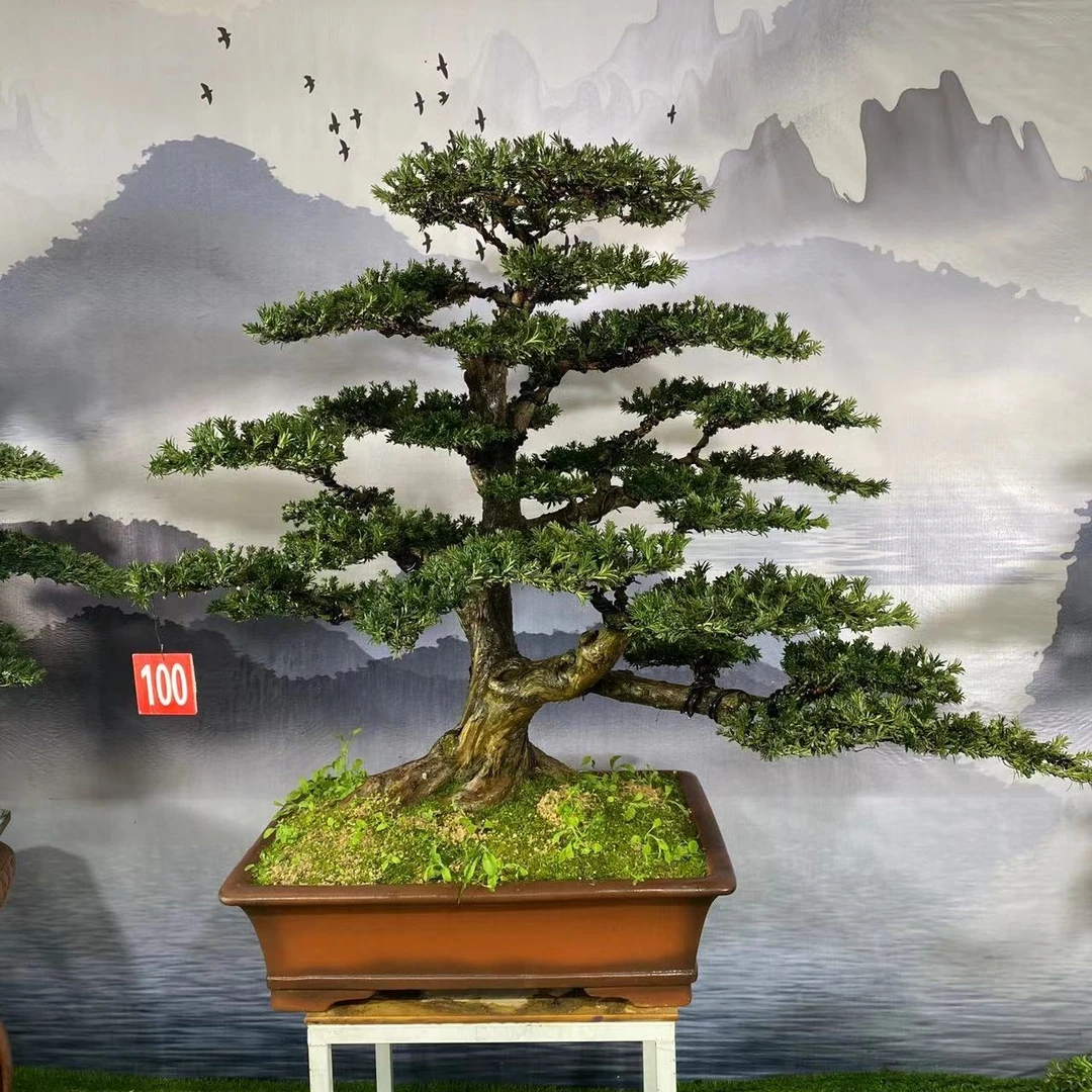 别墅庭院老桩老盆口红芽罗汉松雀舌罗汉松黑珍珠罗汉松米叶罗汉松