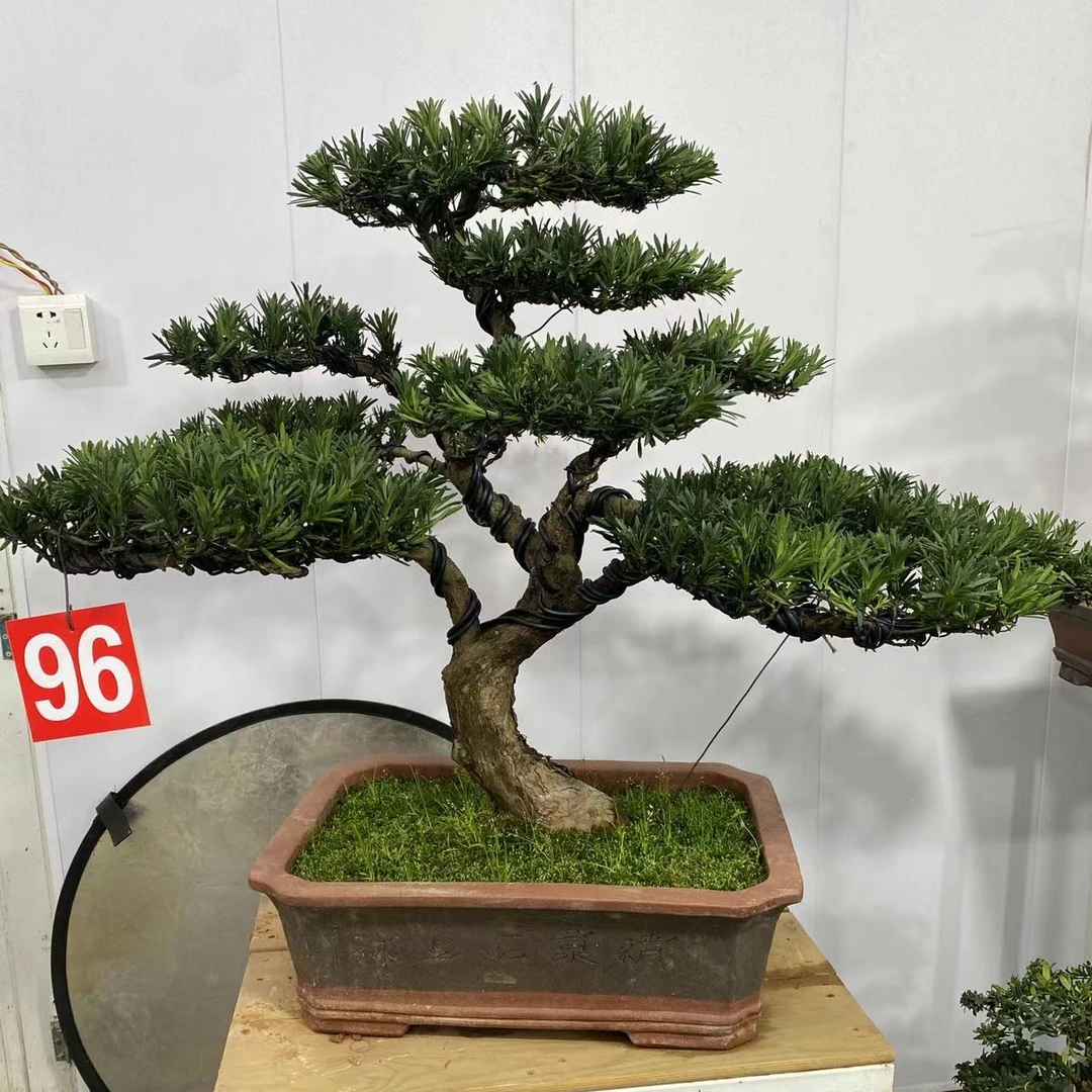 别墅庭院老桩老盆口红芽罗汉松雀舌罗汉松黑珍珠罗汉松米叶罗汉松