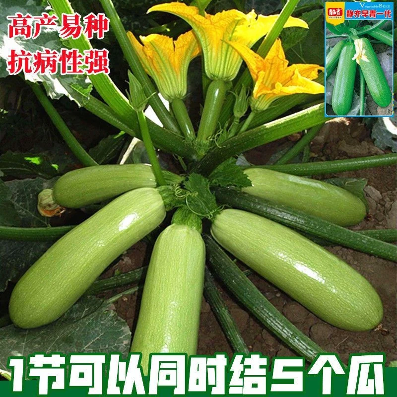 【3包】西葫芦种子 西葫芦种籽 高产四季春季西葫芦子春夏秋季蔬菜