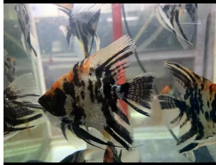 神仙鱼品种随机发4厘米一只（福袋赠送的鱼 运输损耗 不包损）