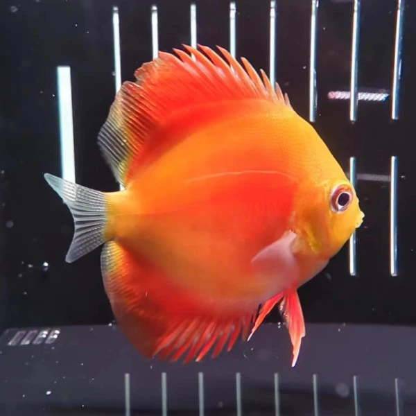 铭彩水族 七彩神仙鱼 燕鱼 活体观赏鱼热带鱼