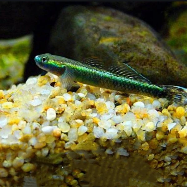 铭彩水族  电光虾虎 虾虎系列观赏鱼 热带鱼