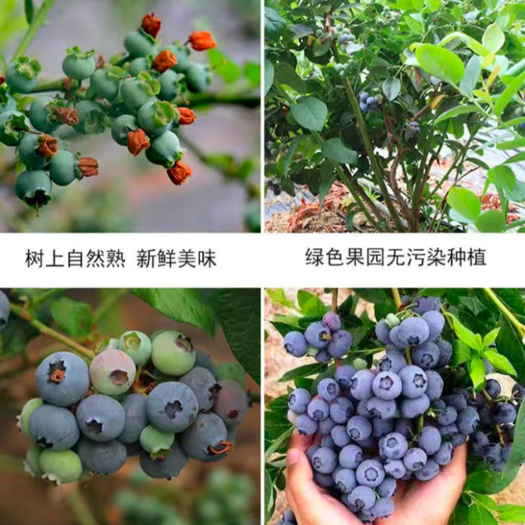 花香蓝莓15mm-17mm(大果）