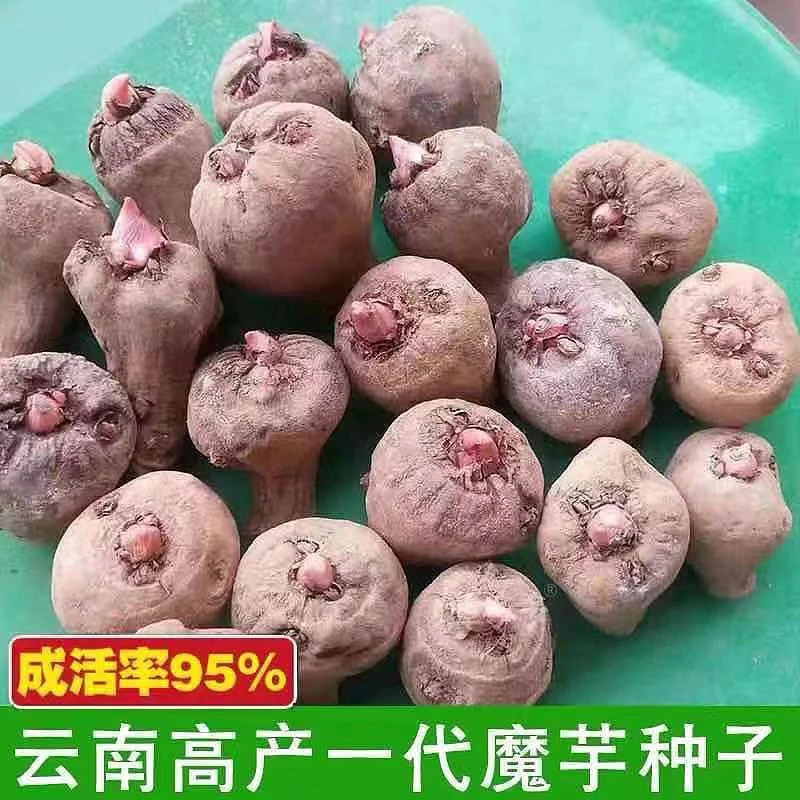 魔芋种云南高产魔芋种子一二代魔芋种球脱水消毒魔芋种籽10斤包邮
