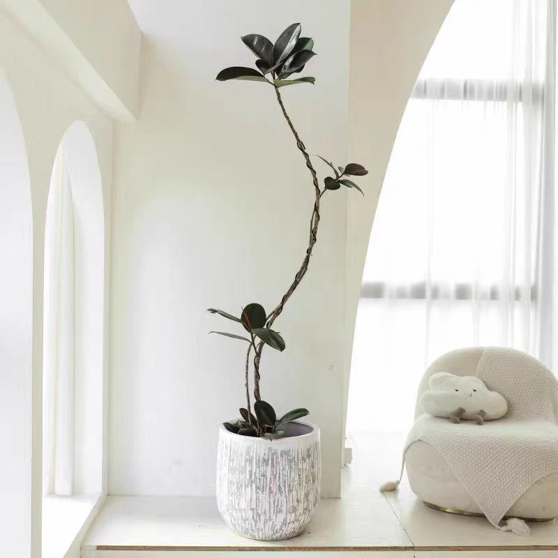 【造型黑金刚】橡皮树造型客厅高级感室内入户大型绿植老桩落地