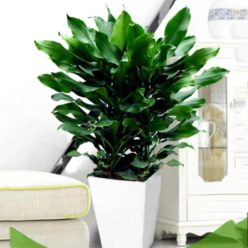 【螺纹铁】时来运转植物花卉盆栽客厅办公室室内阳台四季常青绿植