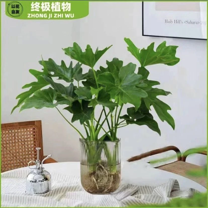 水培植物春羽盆栽办公室内吸甲醛净化空气水养大叶绿植室内好养