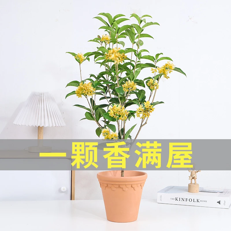 桂花树苗地栽阳台花卉盆栽金桂原生四季桂浓香型可食用室外大庭院