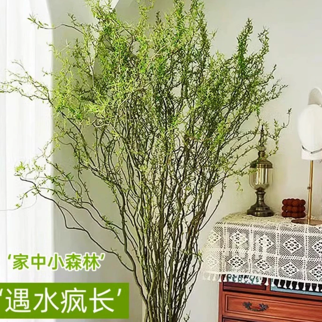 龙柳鲜枝纯水培植物花卉室内盆栽四季水养南天竹干枝雪柳吊钟绿植