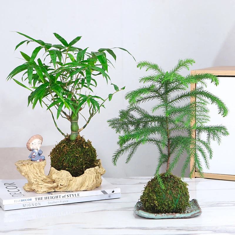 水培植物苔藓球佛肚竹盆景室内懒人创意盆栽罗汉竹四季常青吸甲醛