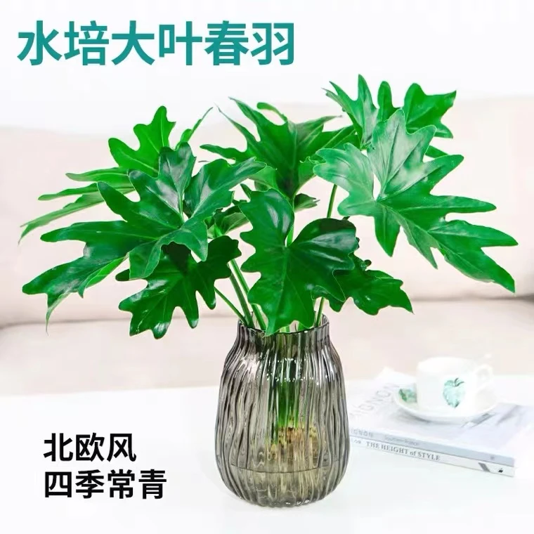 水培植物春羽盆栽办公室内吸甲醛净化空气水养大叶绿植室内好养