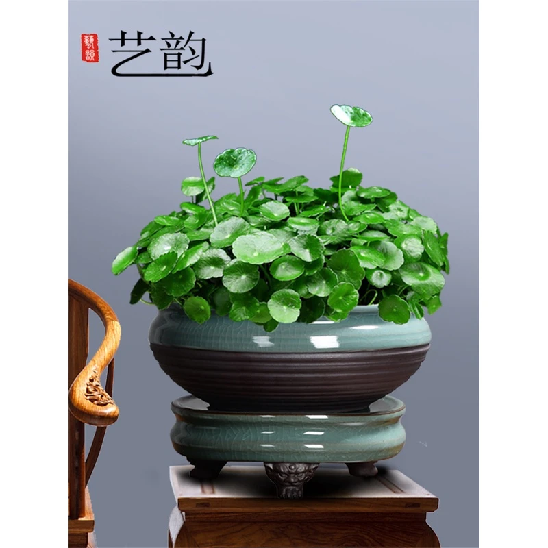 铜钱草盆景大叶水培植物花卉好养室内盆栽客厅水养金钱草桌面绿植