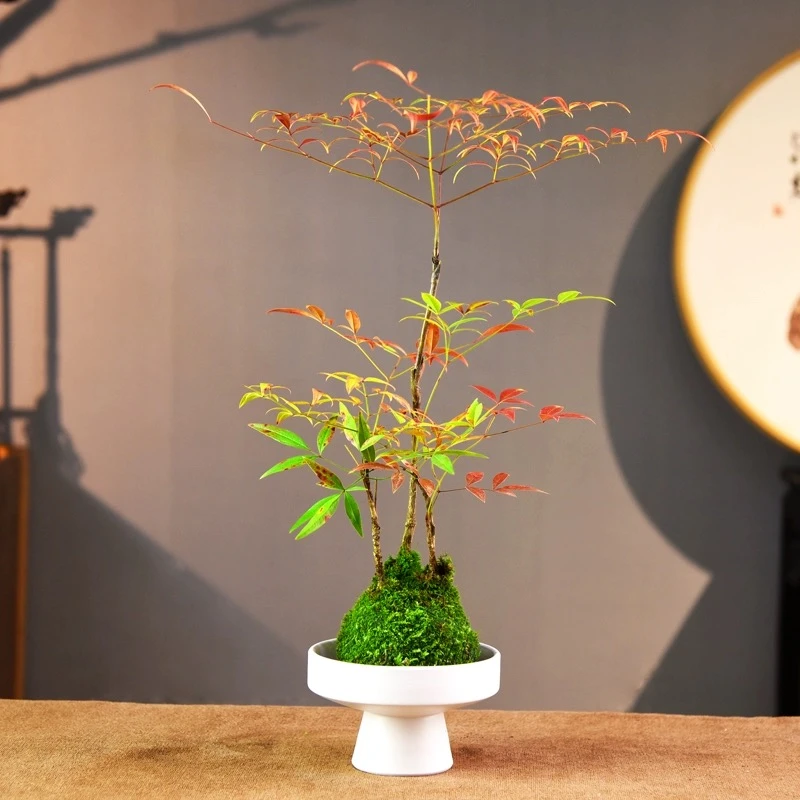 苔藓球南天竹棕竹米竹文竹绿植卧室书房中式茶台禅意风格花卉
