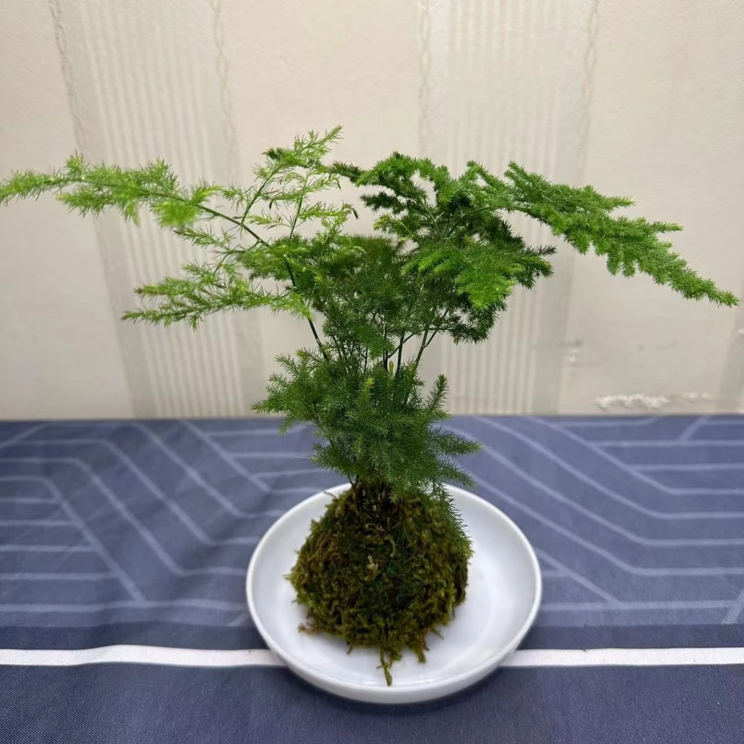 文竹好养活绿植盆栽室内客厅花卉四季常青水培网红吸甲醛净化空气