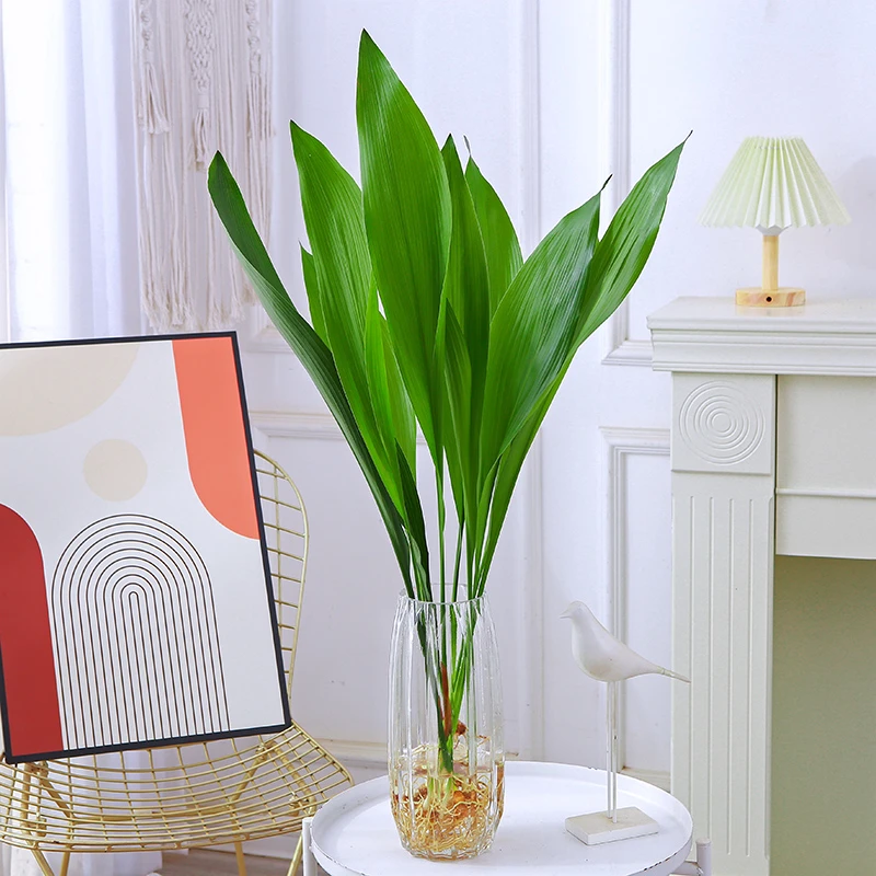 【一叶兰】一叶兰盆栽水培植物室内桌面四季常青好养水养净化空气