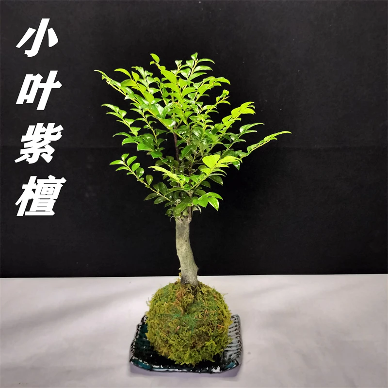 小叶紫檀苔藓球盆景绿植盆栽室内桌面花卉树苗植物老桩四季好养活