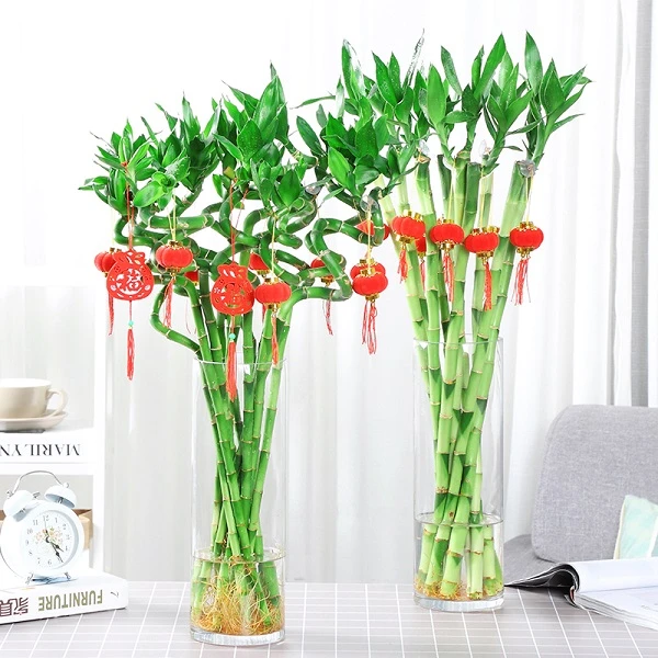 水养富贵竹带根转运竹弯荷花竹招财开运竹子室内绿植水培年宵花卉