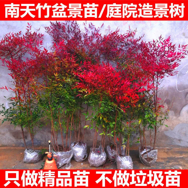 火焰南天竹红叶盆景老桩观叶工程绿化庭院装饰天竺耐寒盆栽北欧风