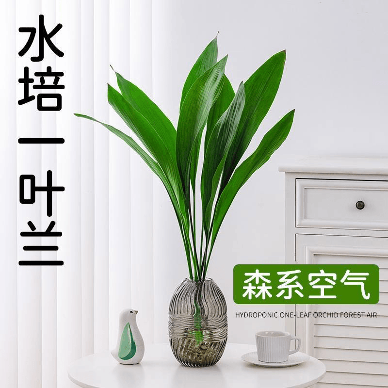 一叶兰盆栽水培植物室内桌面四季常青好养水养绿植净化空气吸甲醛