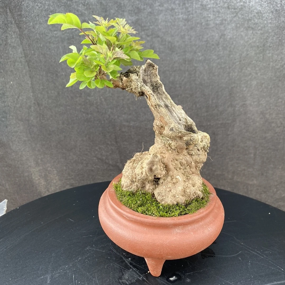 黄荆盆景，盆景素材，赏桩赏叶，室内室外都可以养，产地直发