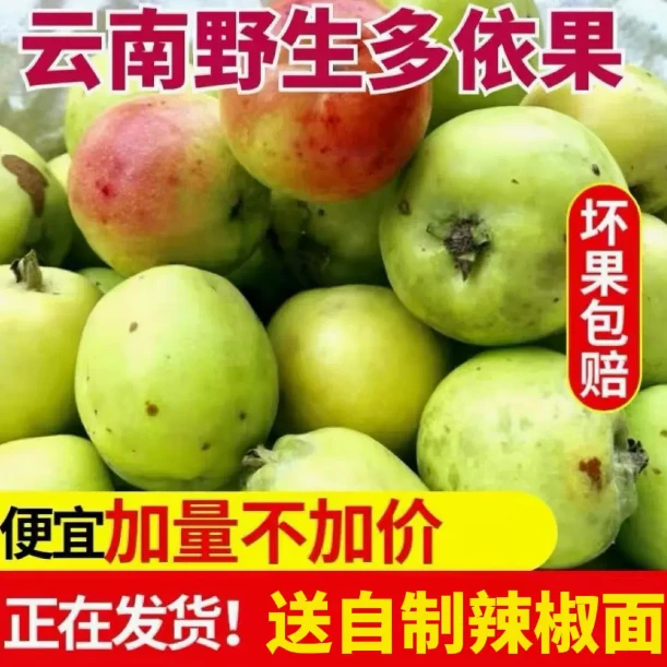 嫁接多依果云南特产澜沧品之恋糯扎渡野生新鲜多依果送辣子蘸开胃