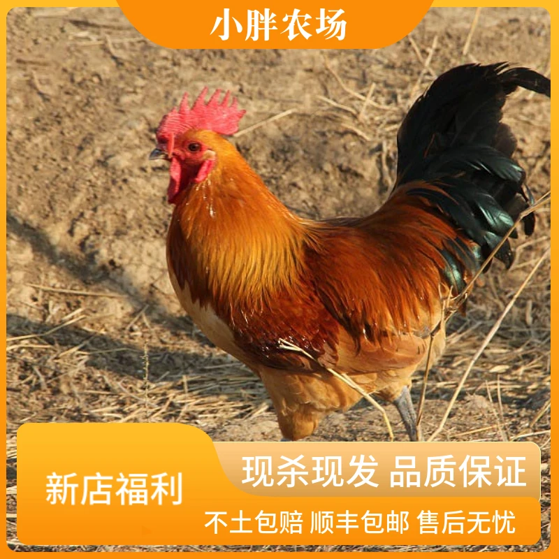纯谷饲农家180天散养走地鸡整只现杀现发天然生态新鲜美味