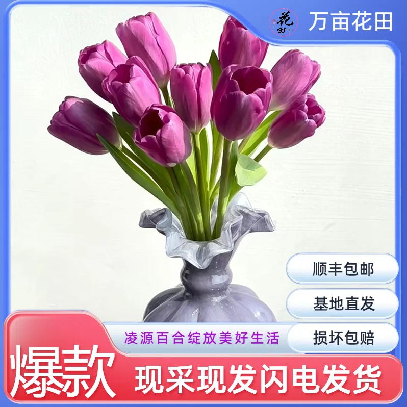 （乌梅紫酱郁金香）东北鲜花基地顺丰包邮品质保证